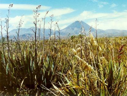 90 Tongariromassivet med harakeke, nyazeelndsk lin i frgrunden - Kopia